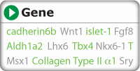 search for gene expression by gene name or symbol