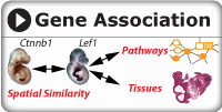 gene association